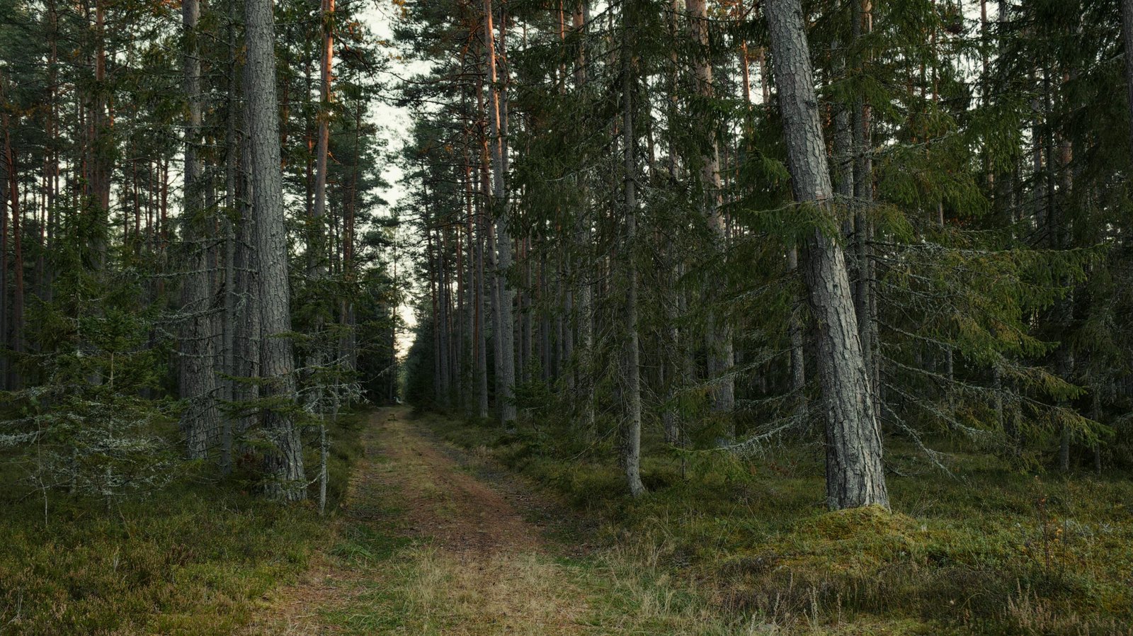 Zinātnisko pētījumu datu bāze
