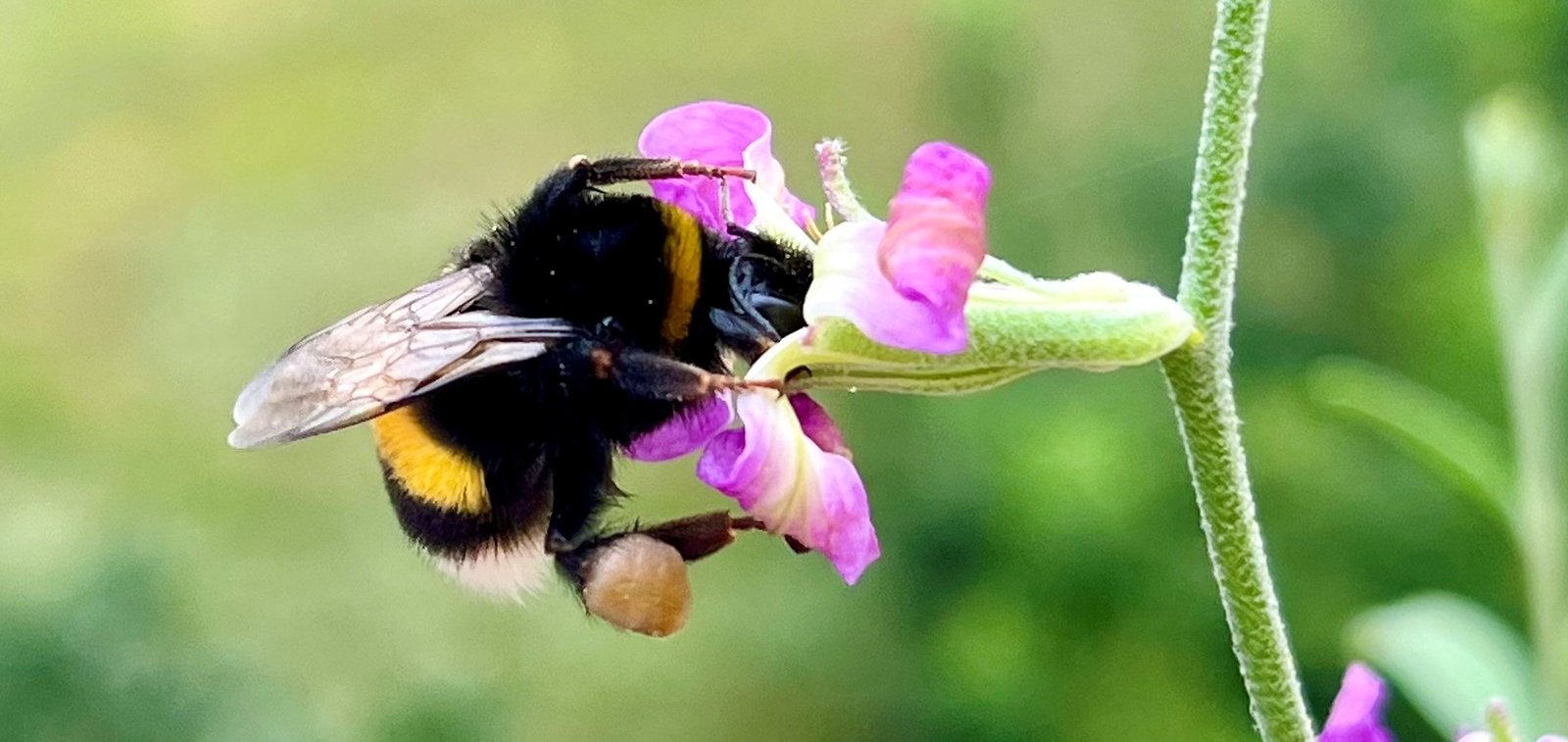 S.Vucanes-foto-1-1